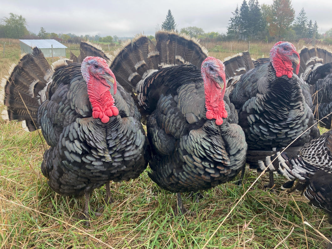 Free-Range Turkeys, deposit