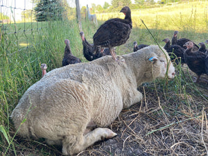 Free-Range Turkeys, deposit